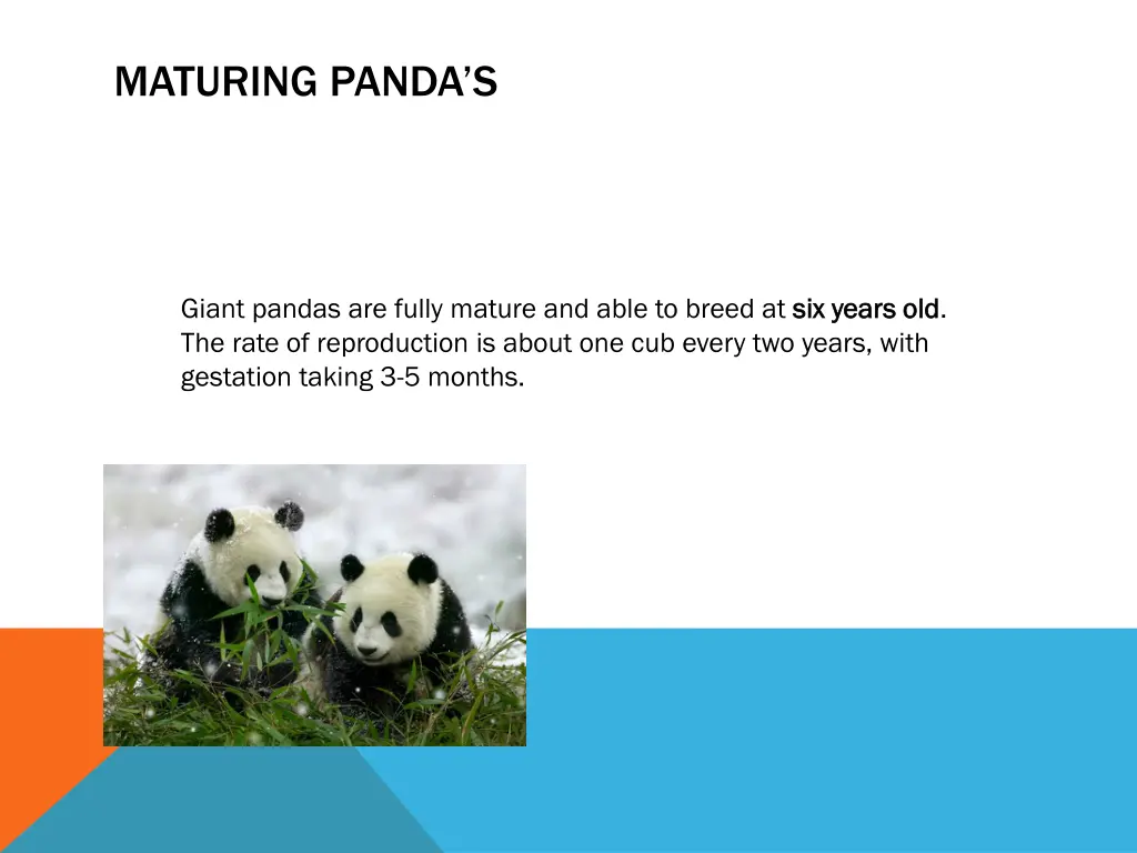 maturing panda s