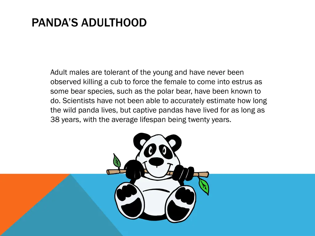 panda s adulthood