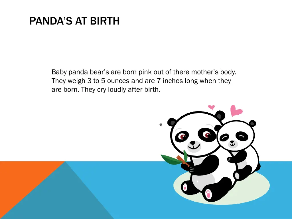 panda s at birth