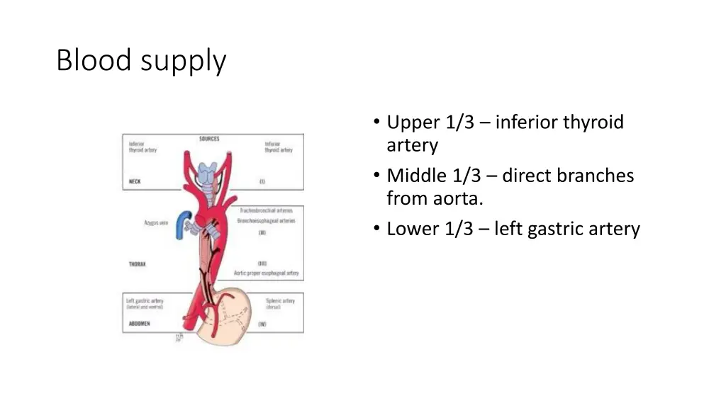 blood supply