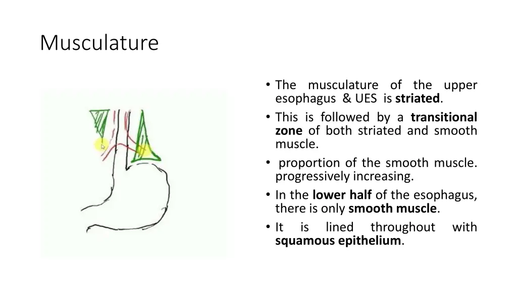 musculature