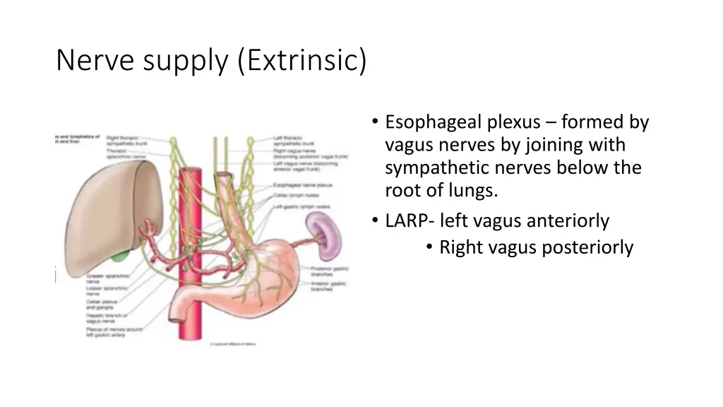 nerve supply extrinsic