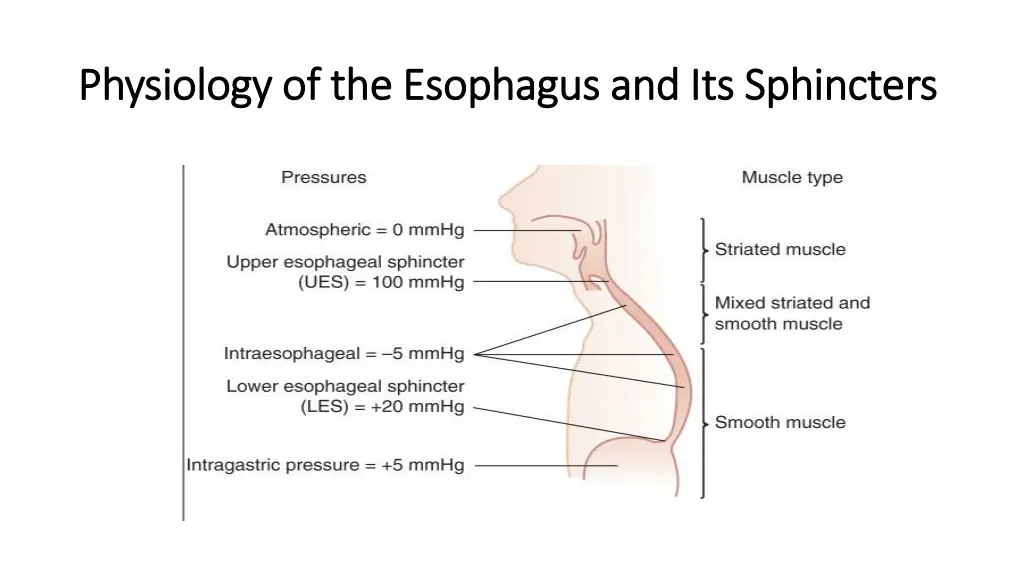 physiology of the esophagus and its sphincters