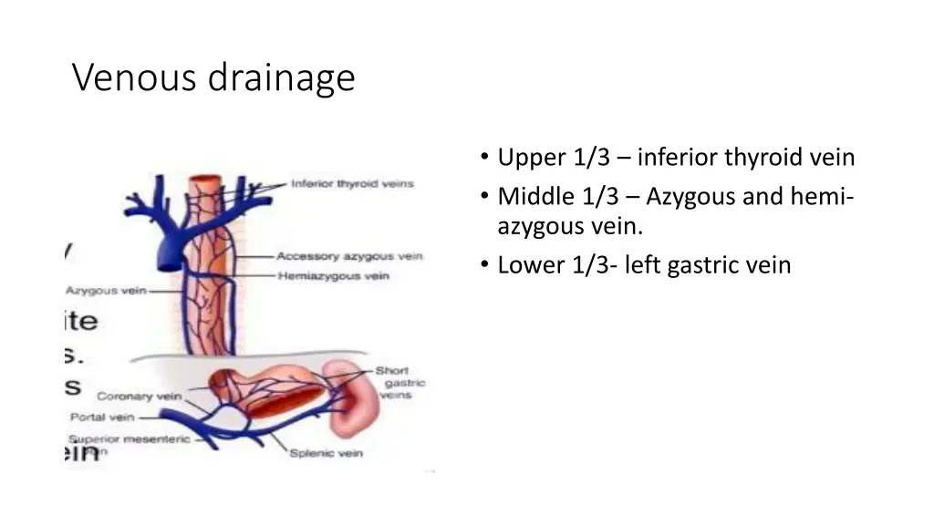 venous drainage