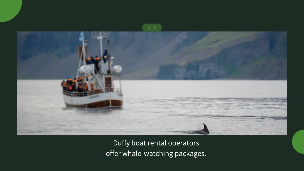 duffy boat rental operators offer whale watching