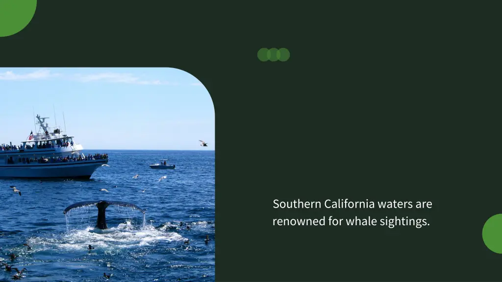 southern california waters are renowned for whale