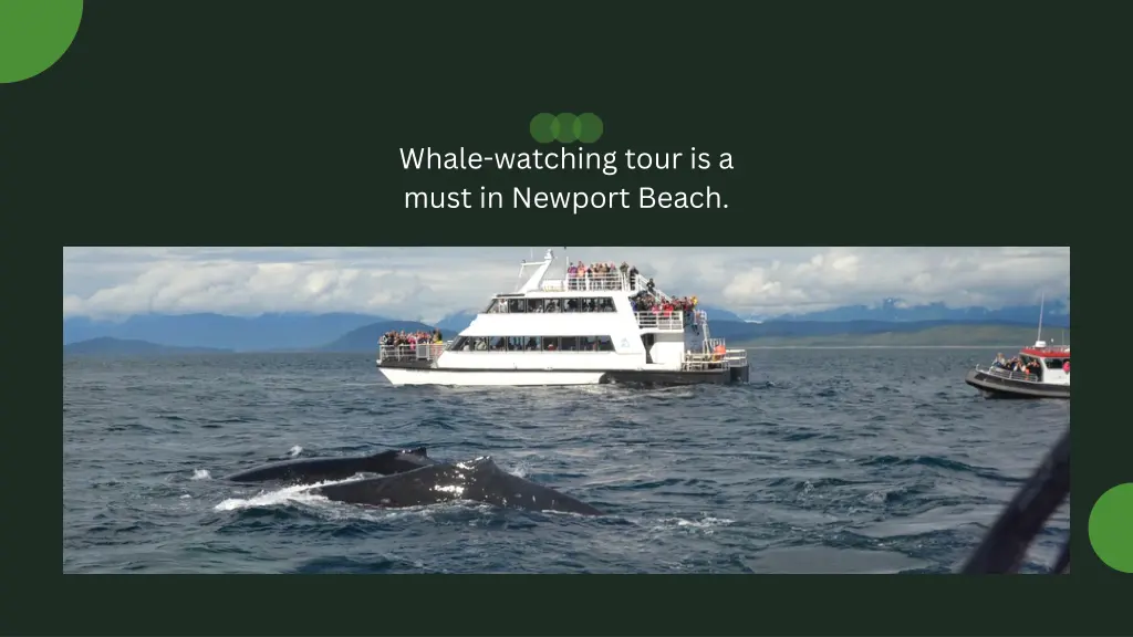 whale watching tour is a must in newport beach