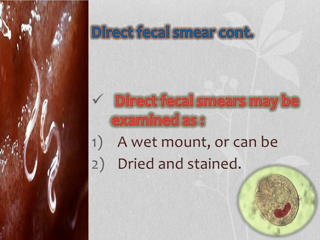 direct fecal smear cont