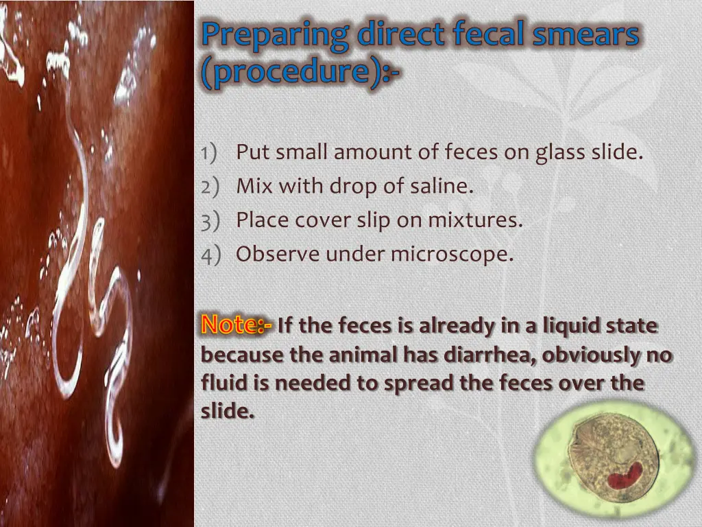 preparing direct fecal smears procedure