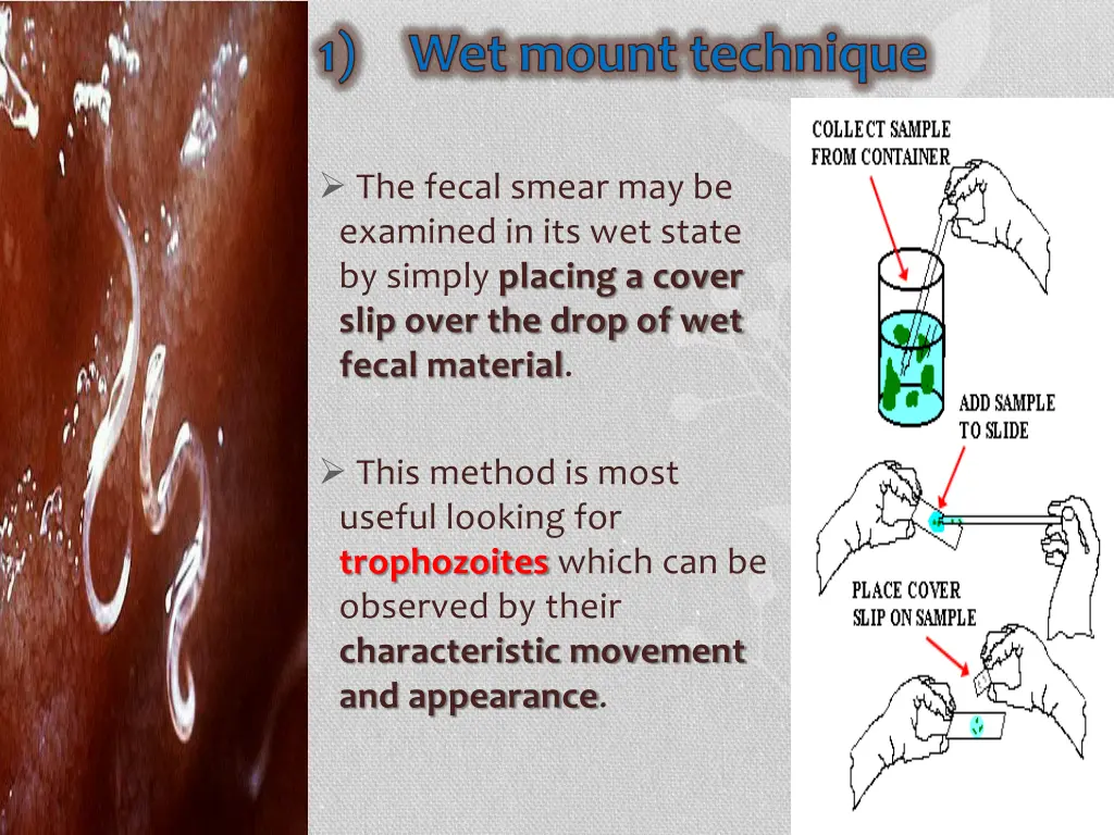 wet mount technique