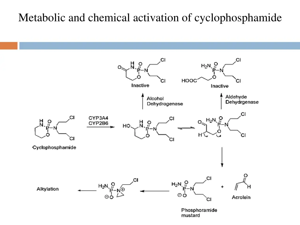 metabolic and chemical activation