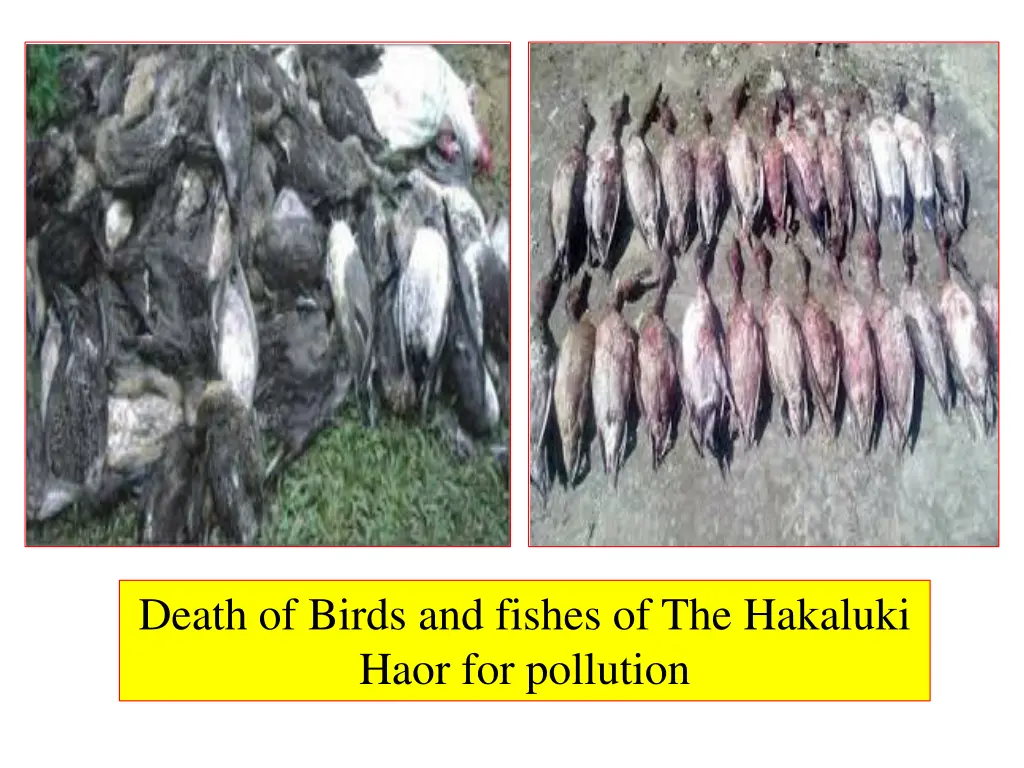 death of birds and fishes of the hakaluki haor