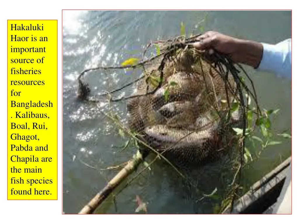 hakaluki haor is an important source of fisheries