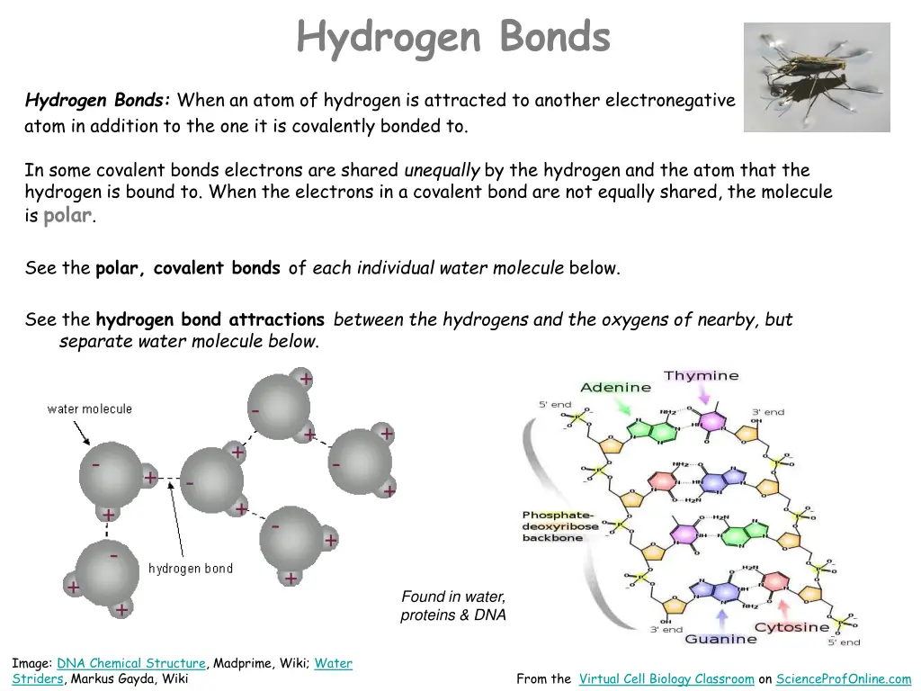 hydrogen bonds