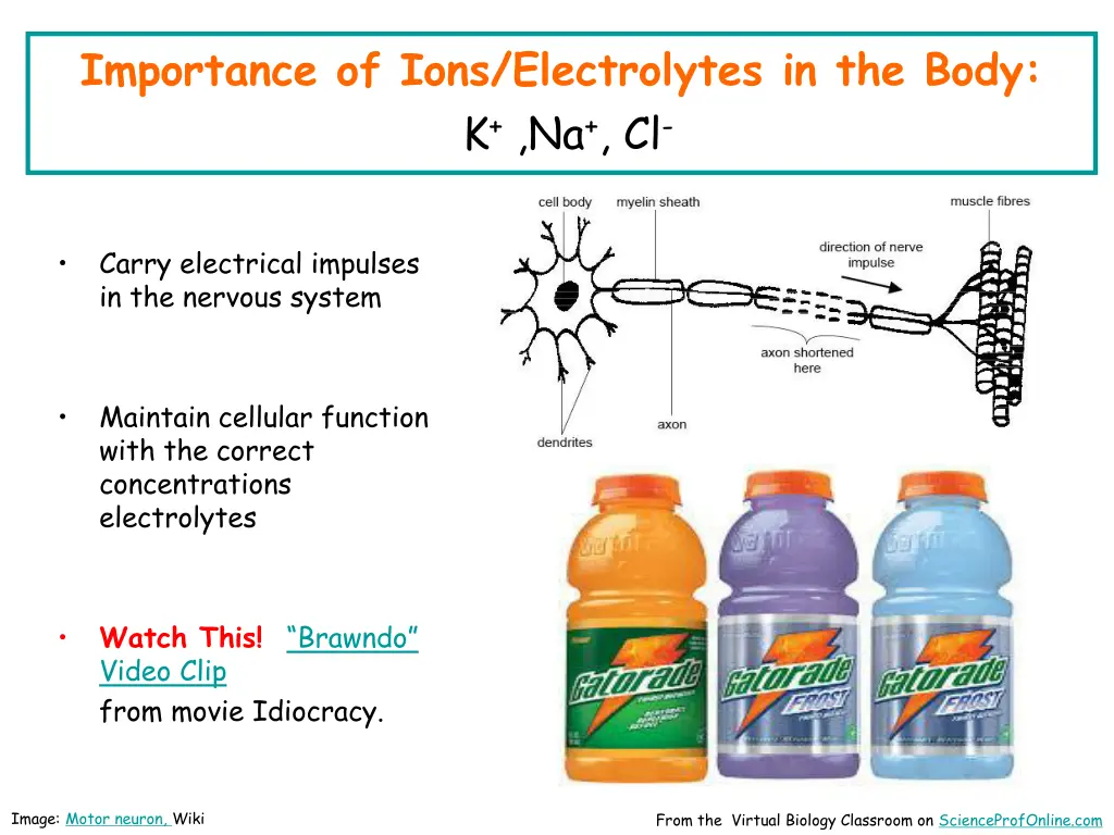 importance of ions electrolytes in the body