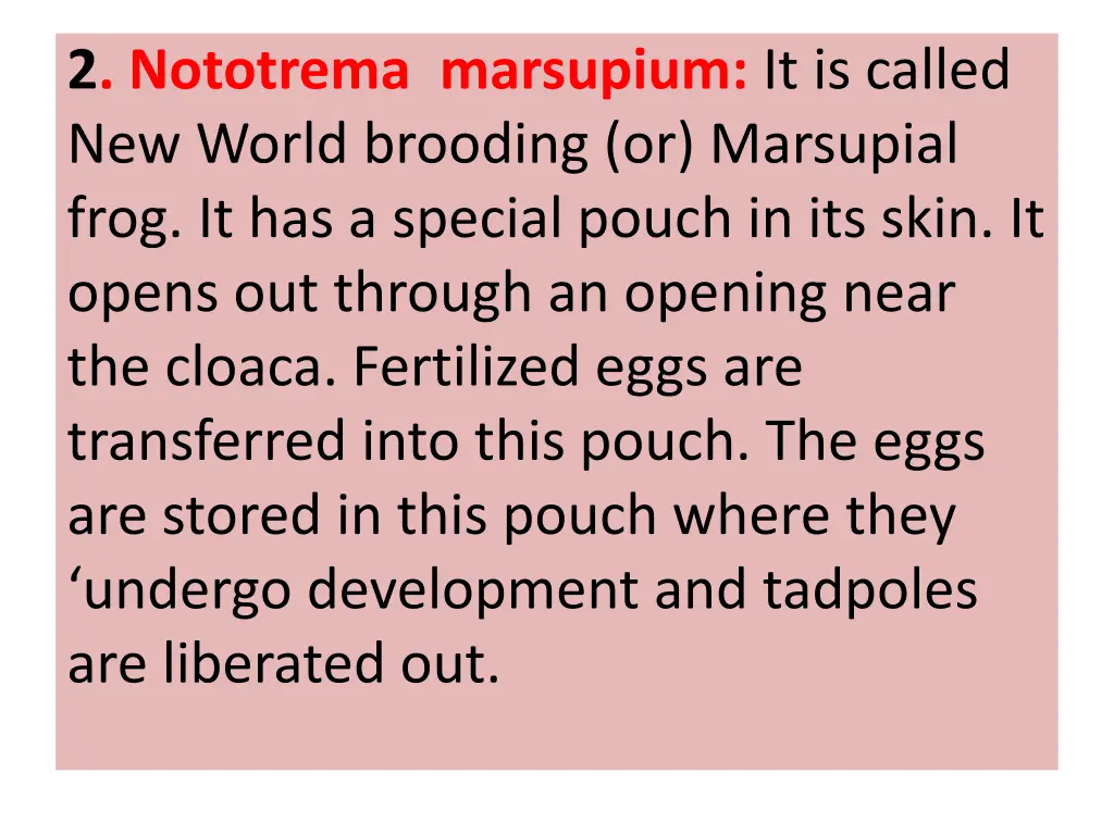 2 nototrema marsupium it is called new world