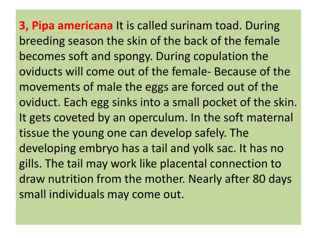 3 pipa americana it is called surinam toad during