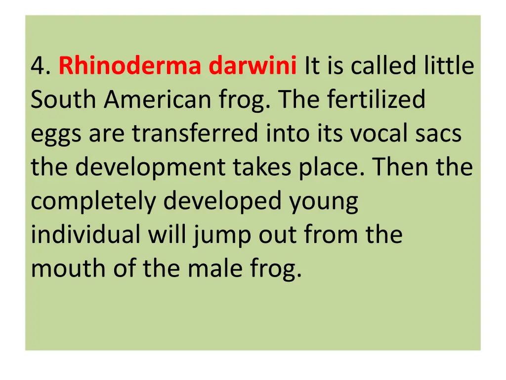 4 rhinoderma darwini it is called little south