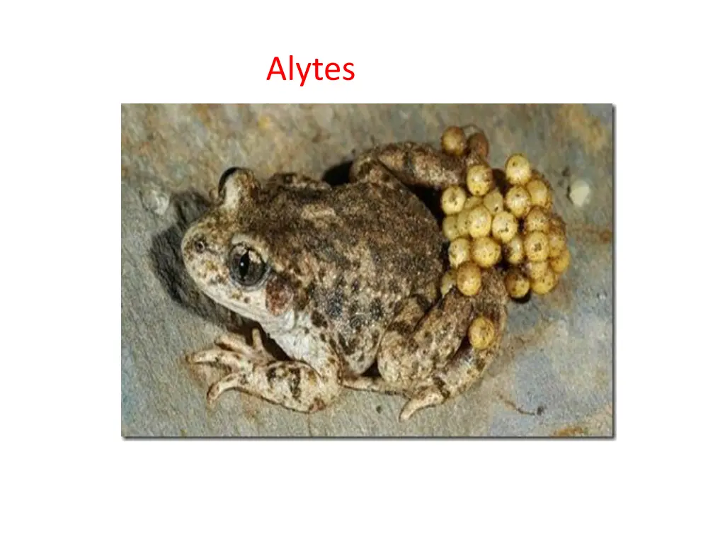 alytes