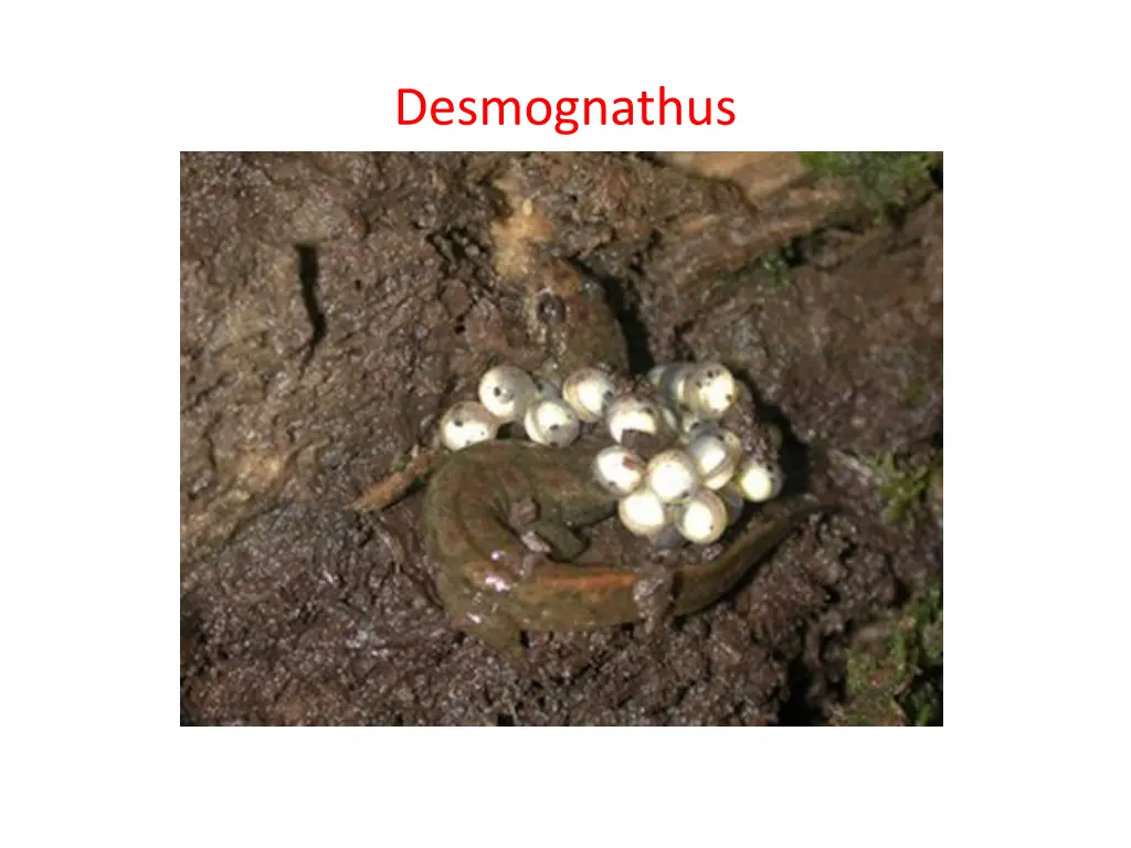 desmognathus