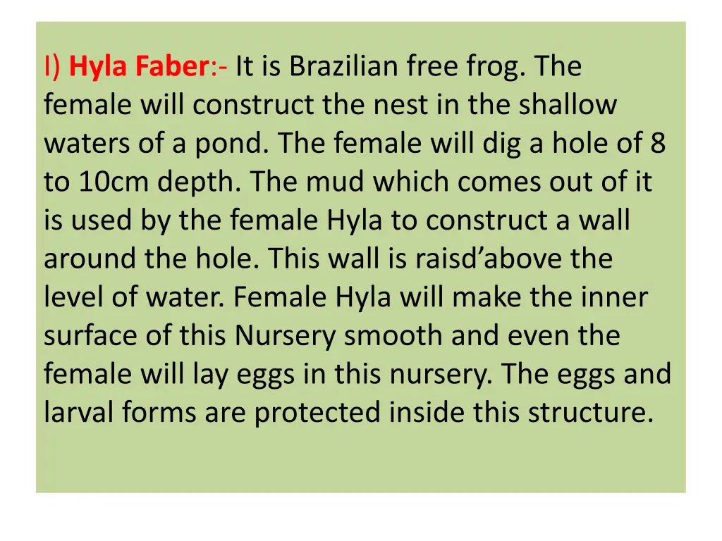 i hyla faber it is brazilian free frog the female