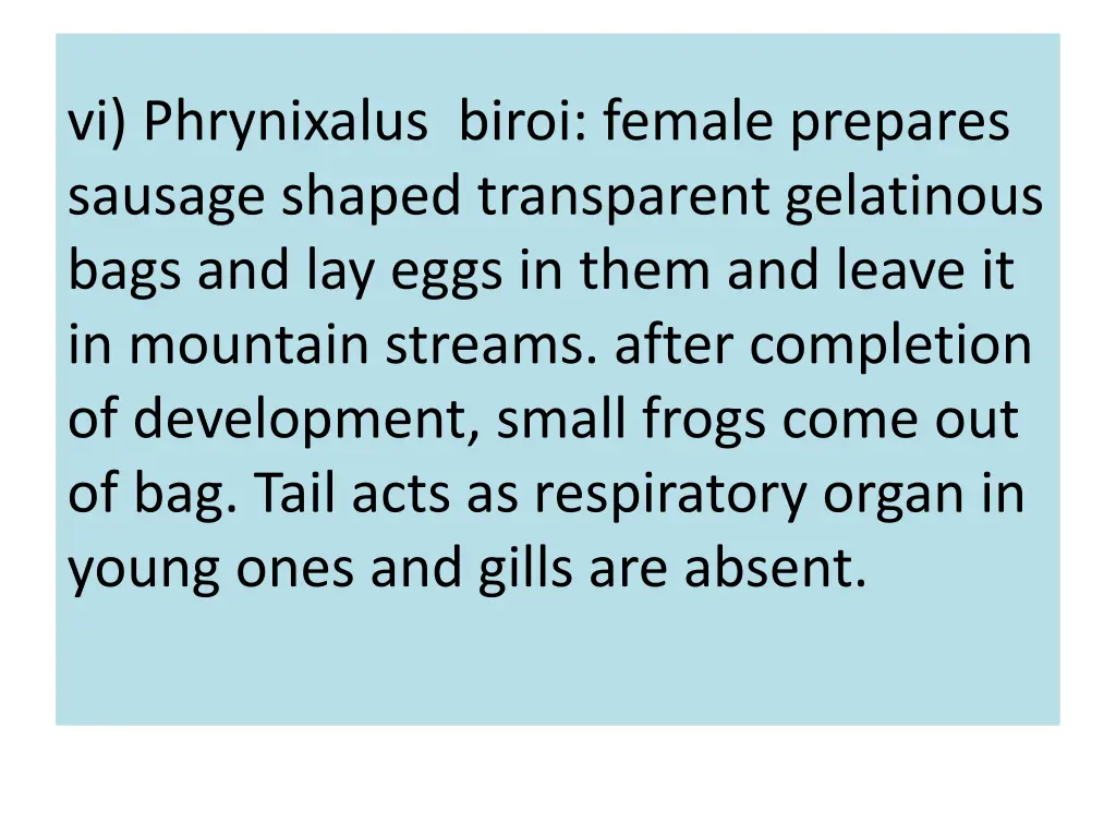 vi phrynixalus biroi female prepares sausage