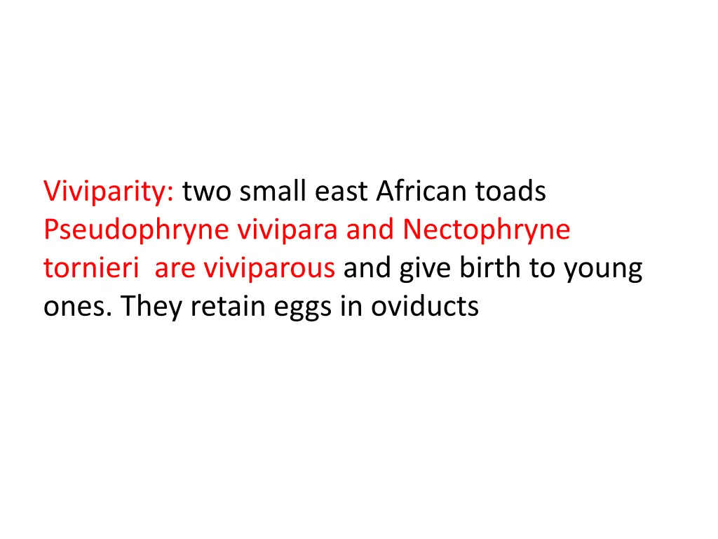 viviparity two small east african toads