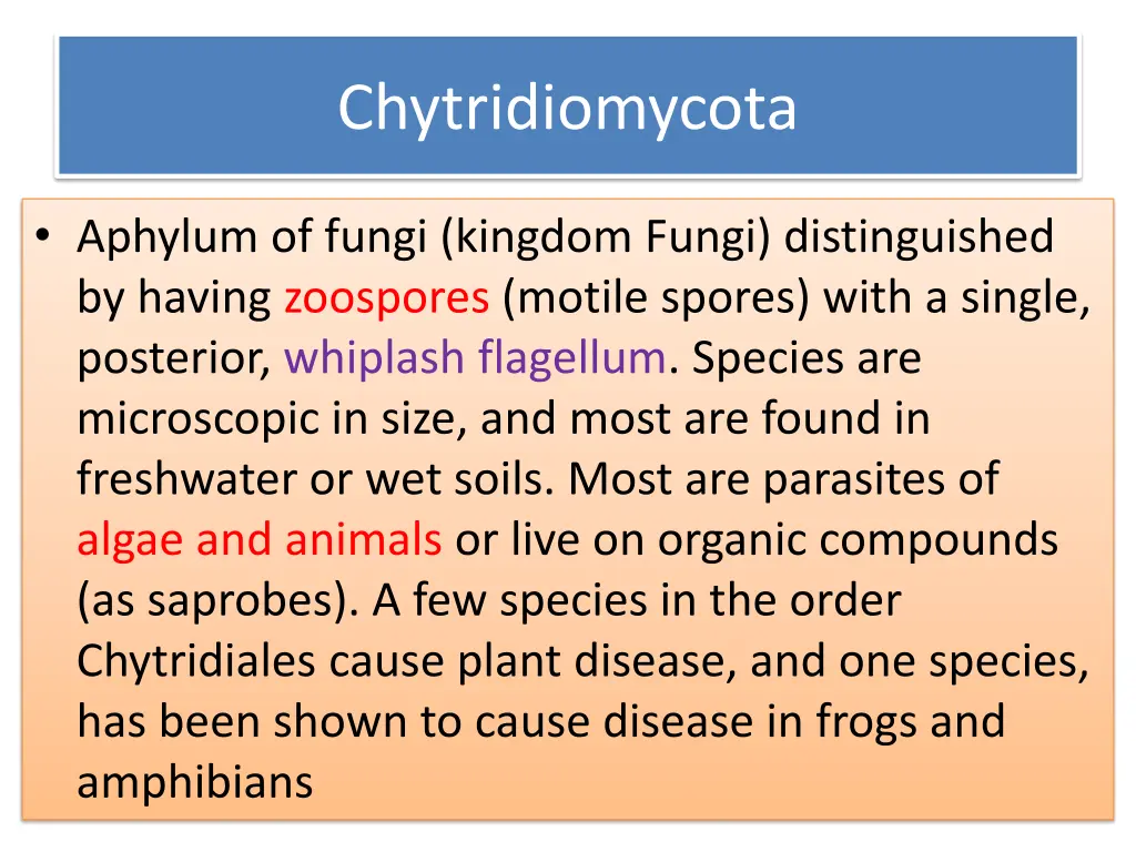 chytridiomycota