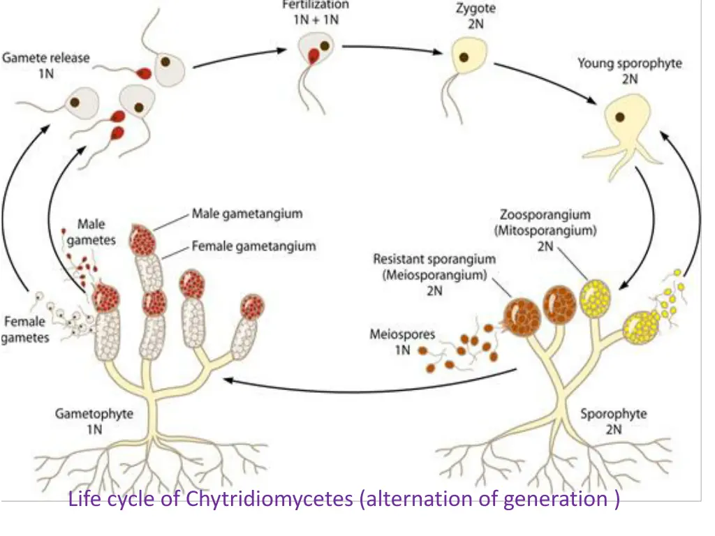 life cycle of chytridiomycetes alternation