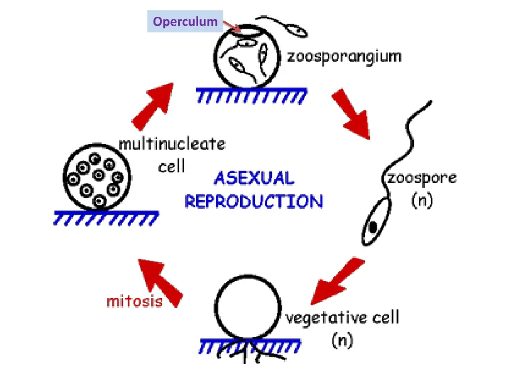 operculum