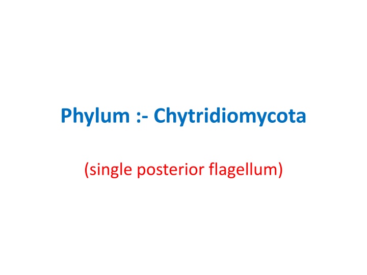 phylum chytridiomycota