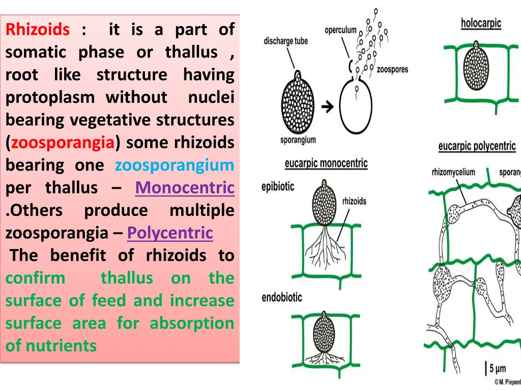 rhizoids somatic phase or thallus root like