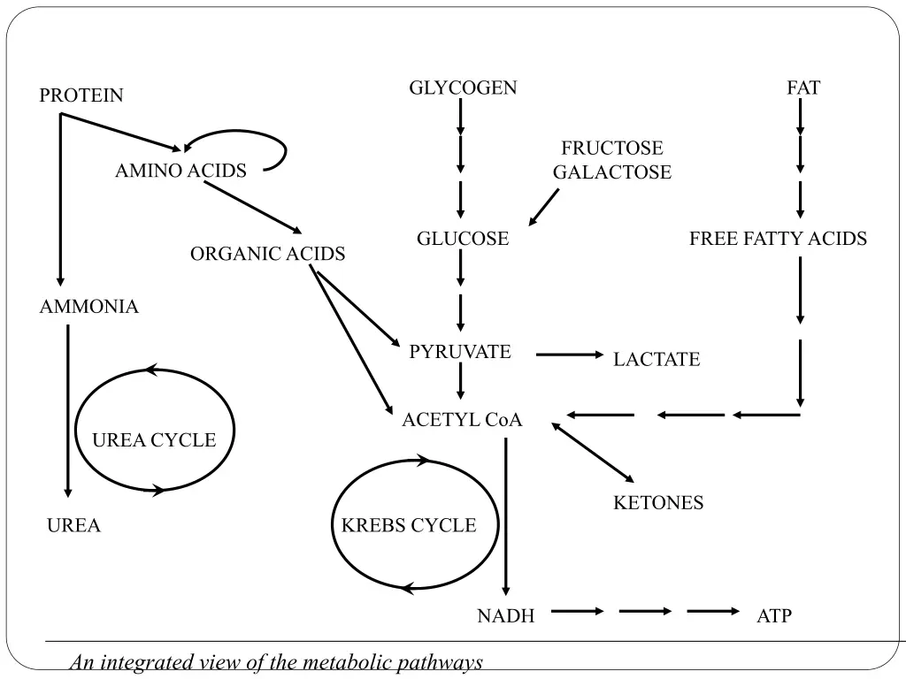 glycogen