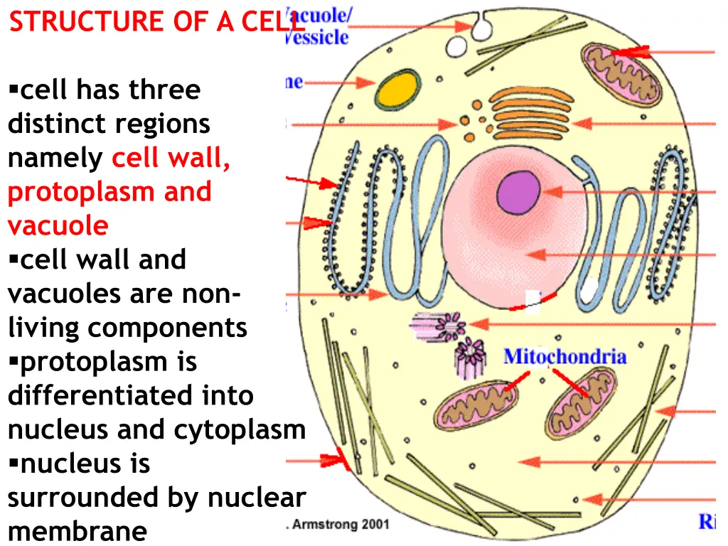 structure of a cell