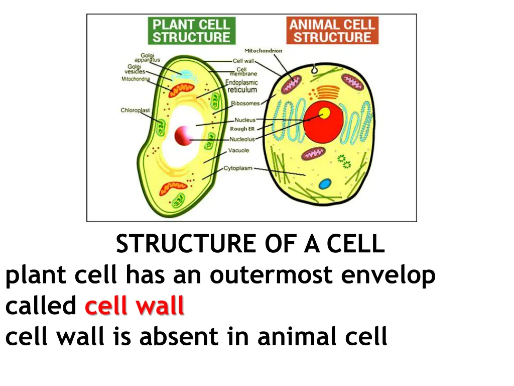 structure of a cell plant cell has an outermost