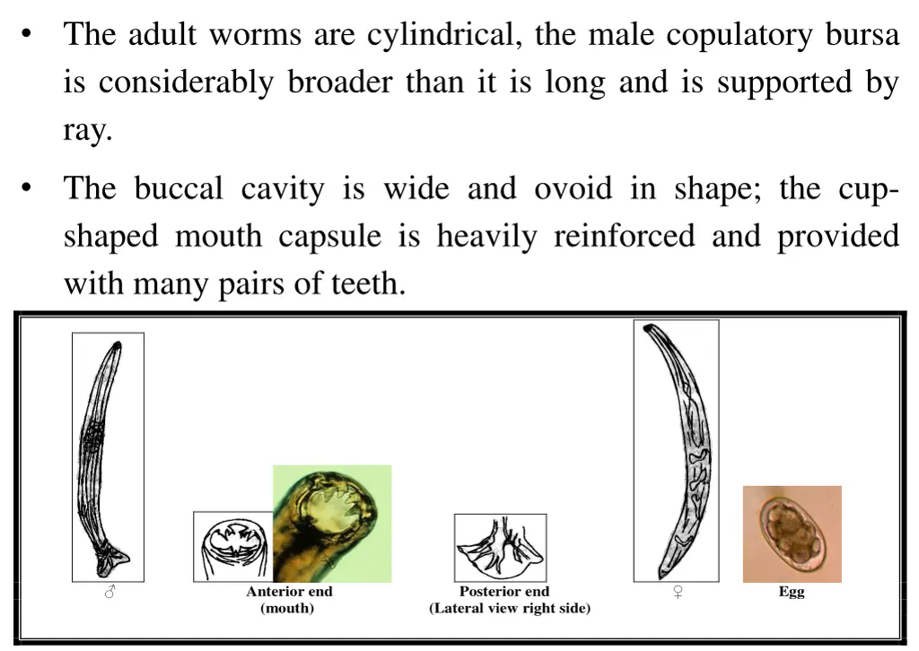 the adult worms are cylindrical the male