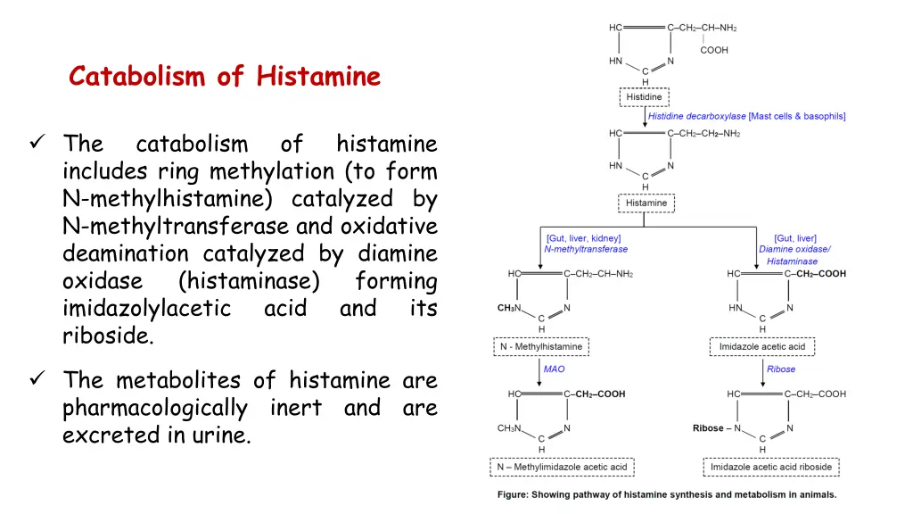 catabolism of histamine