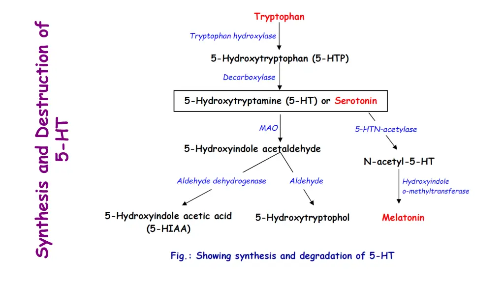 synthesis and destruction of