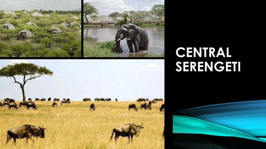 central serengeti