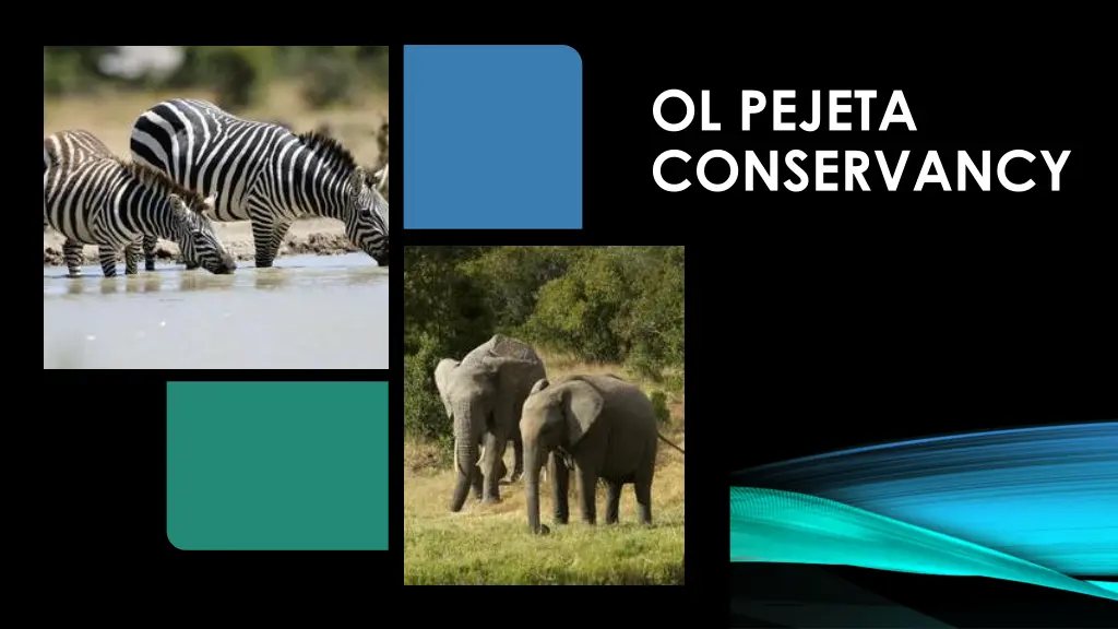 ol pejeta conservancy