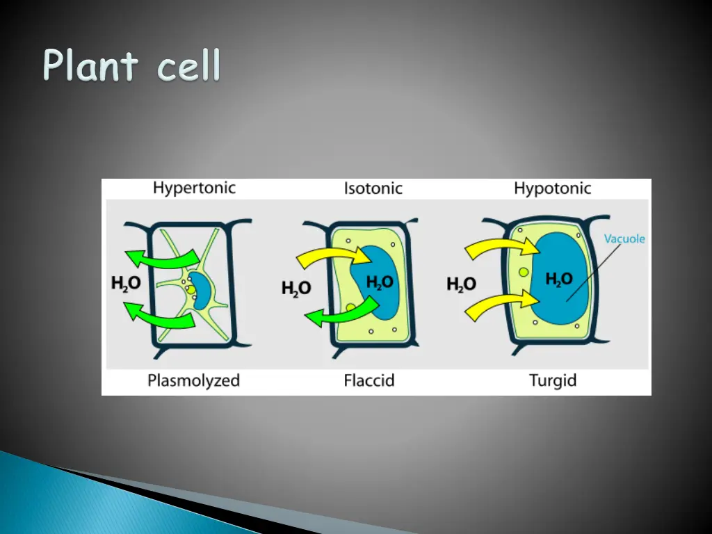 image turgor pressure on plant cells diagram svg