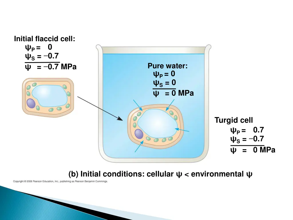 initial flaccid cell 1