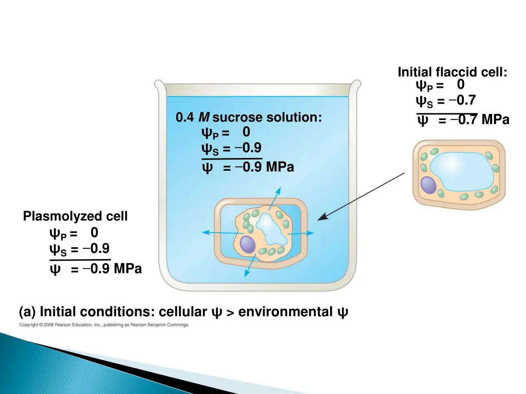 initial flaccid cell