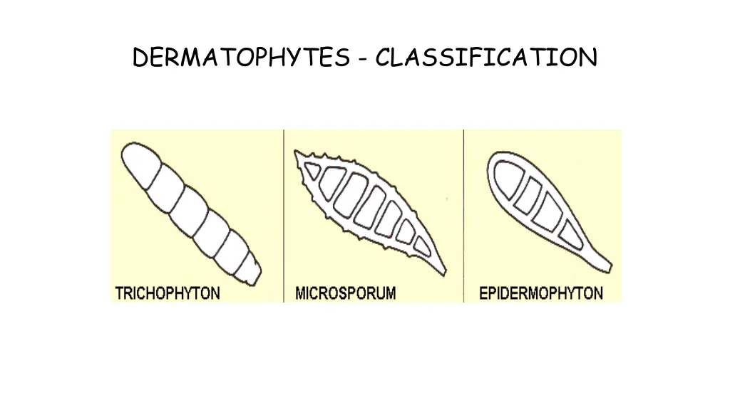 dermatophytes classification