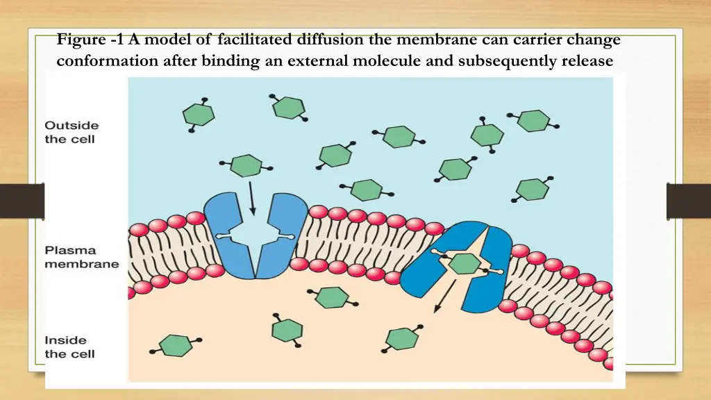 figure 1 a model of facilitated diffusion