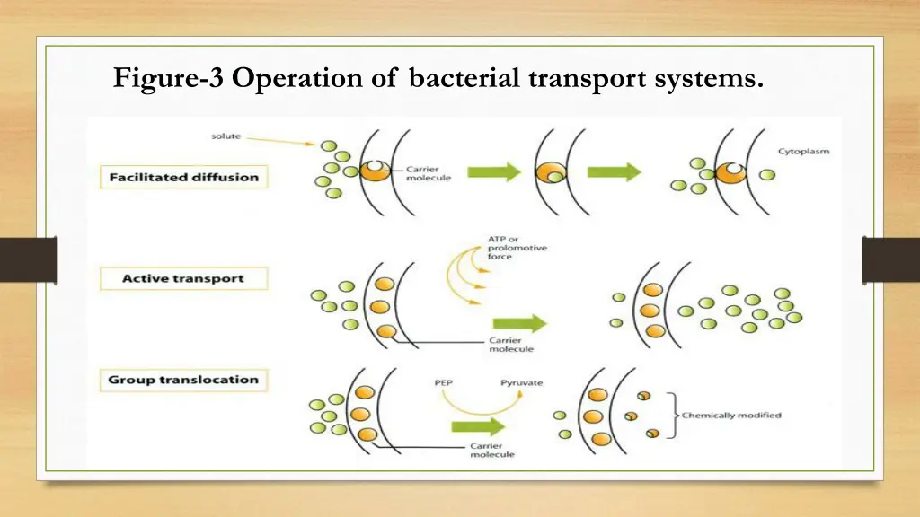 figure 3 operation of bacterial transport systems