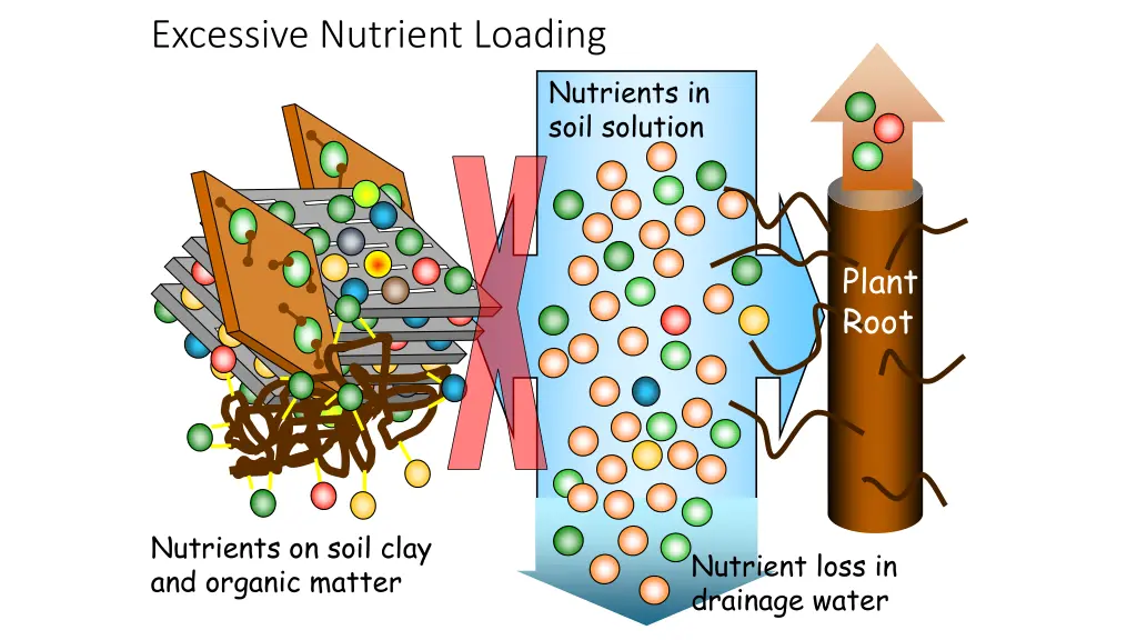 excessive nutrient loading