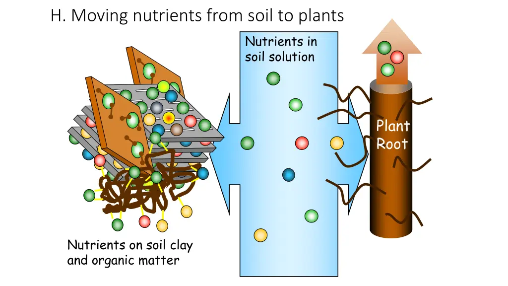 h moving nutrients from soil to plants