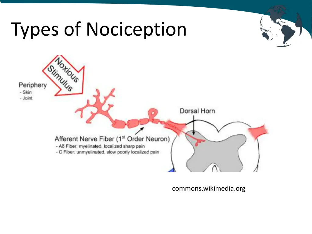 types of nociception