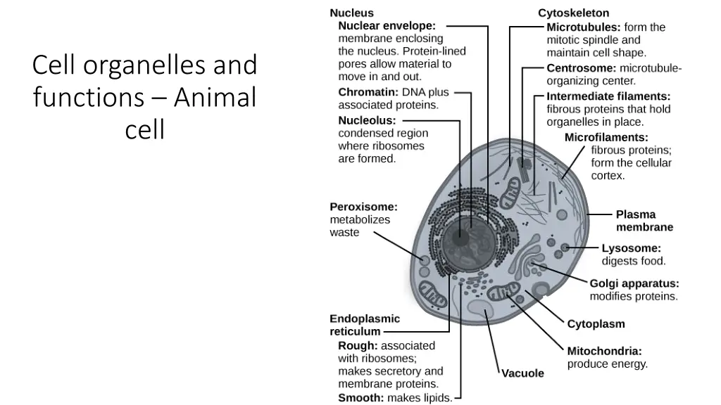 cell organelles and functions animal cell